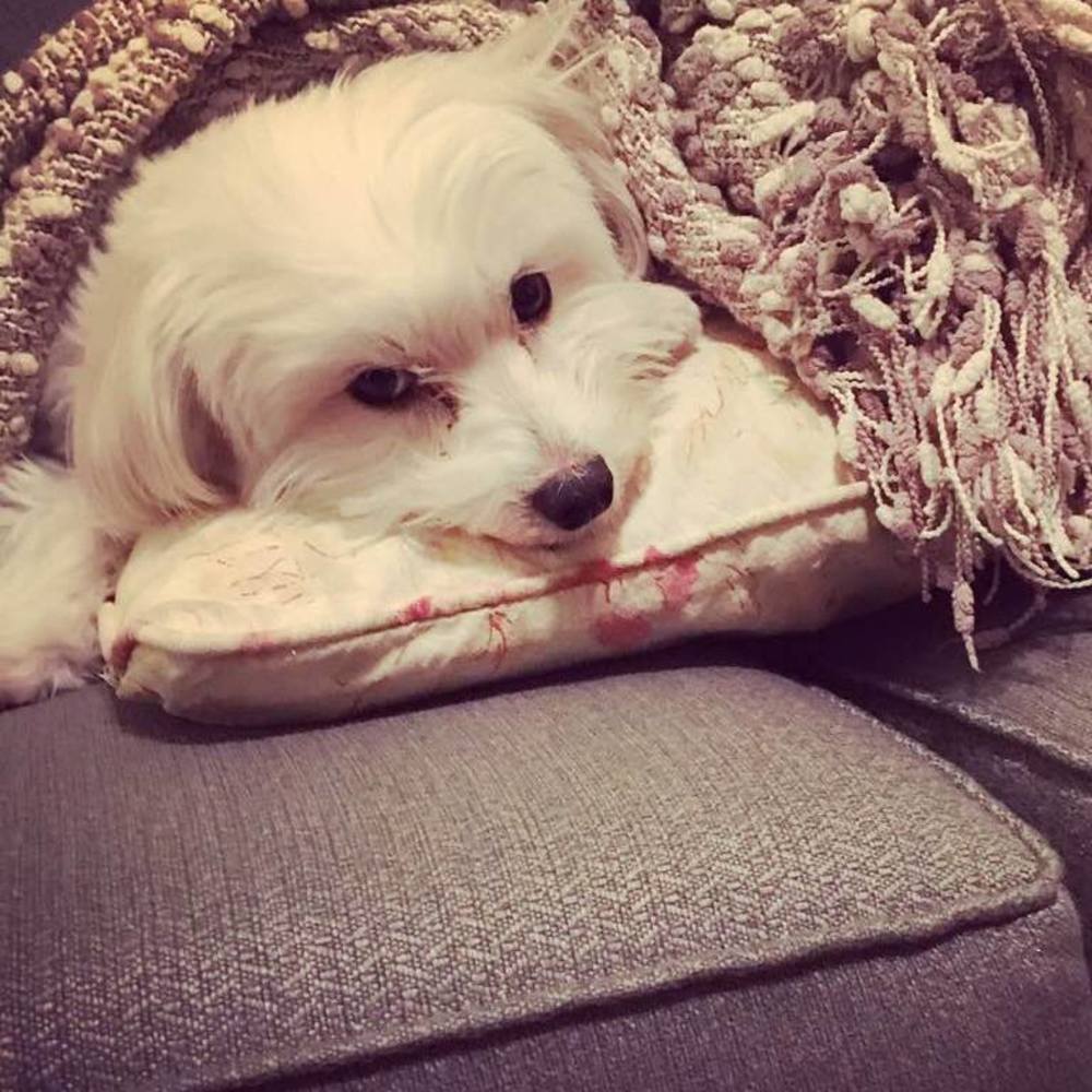 Meet your Posher, Monica